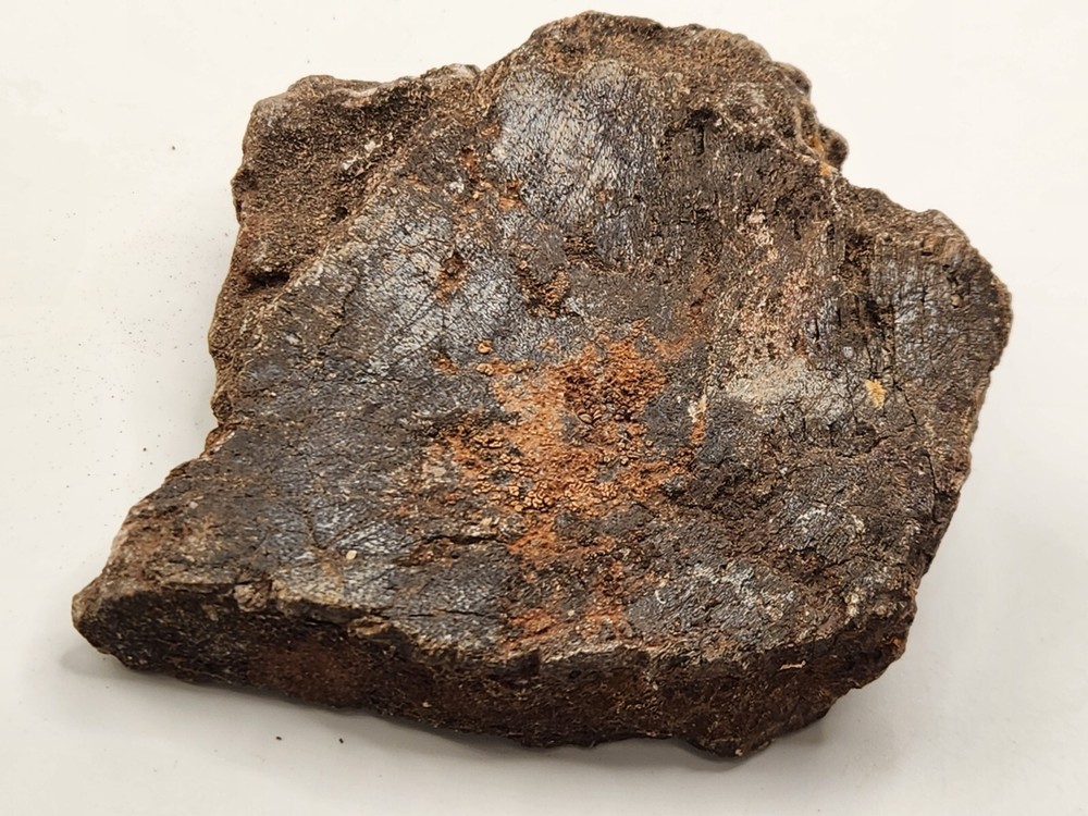 Unknown Dinosaur Bone Fossil (Coracoid?) - Morrison Fm. - UT - Jurassic