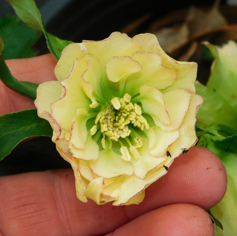 Hellebore Plants Mixed Double Flowered Seedlings