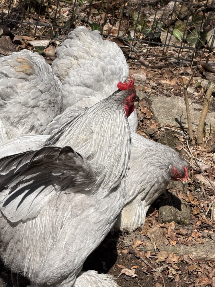 6+ Lavender (Self Blue) Bantam Cochin Hatching Eggs