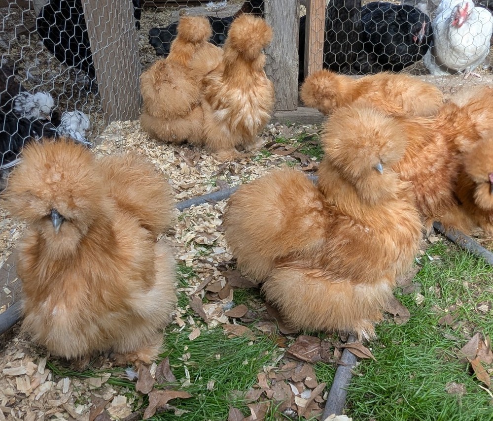 12 Quality Buff & Paint Eggs NPIP