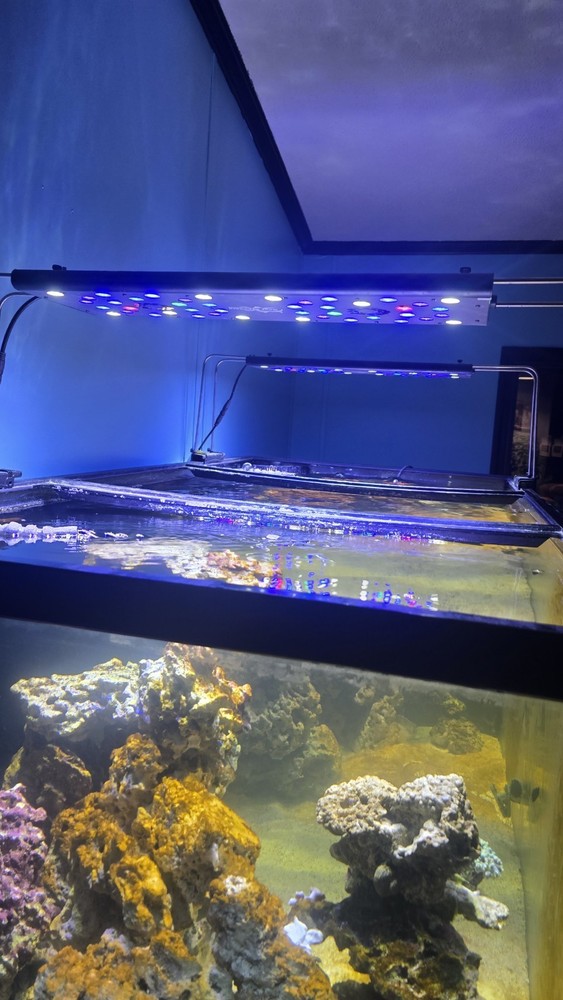 Reef Breeders 24 Photon V2 pro