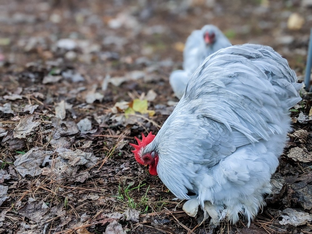 6+ Lavender (Self Blue) Bantam Cochin Hatching Eggs
