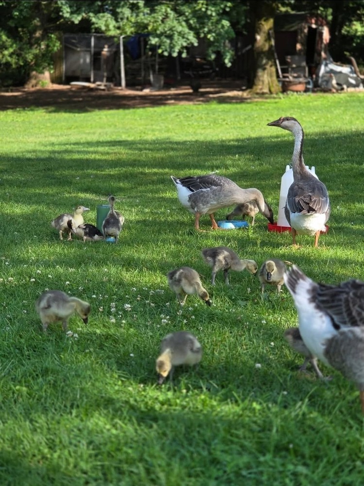 4+ Brown Chinese Geese Hatching Eggs- Fresh- Free Range