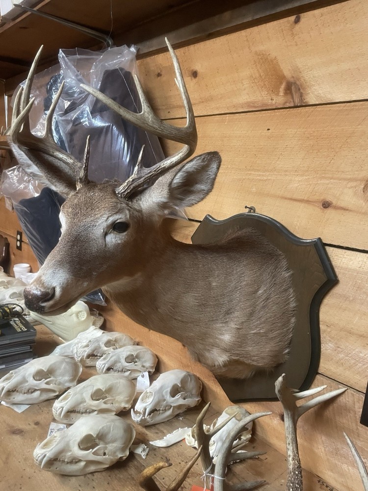 Whitetail Deer Mount