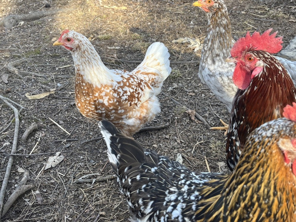 Swedish Flower Eggs 15+ Pack