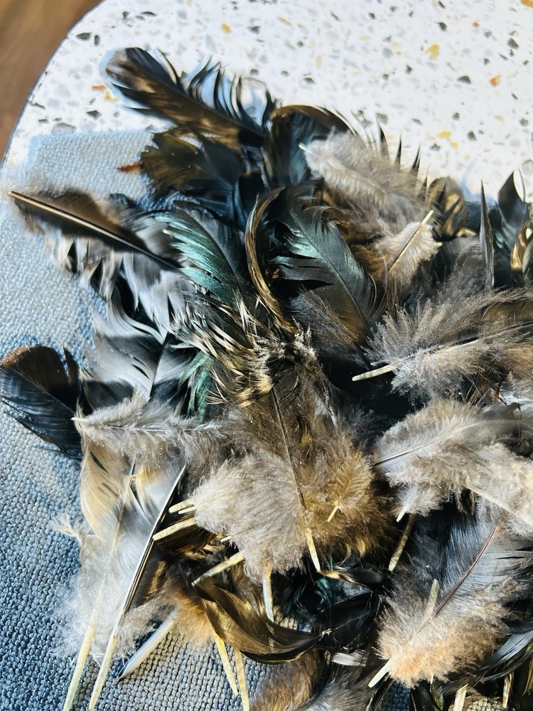 Colorful Chicken Feathers