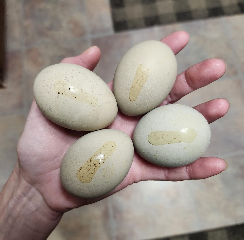 6+2 Extra Homozygous Silverudd Blue Hatching Eggs