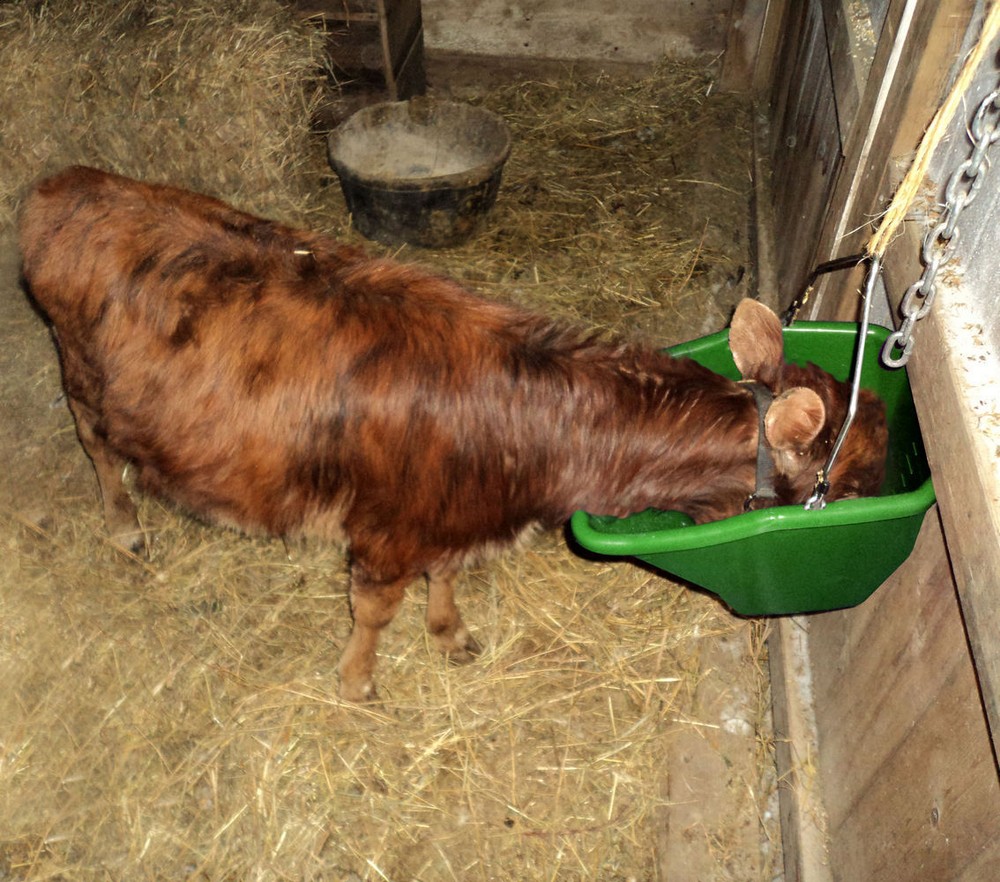 Little Giant 20 Quart Better Bucket