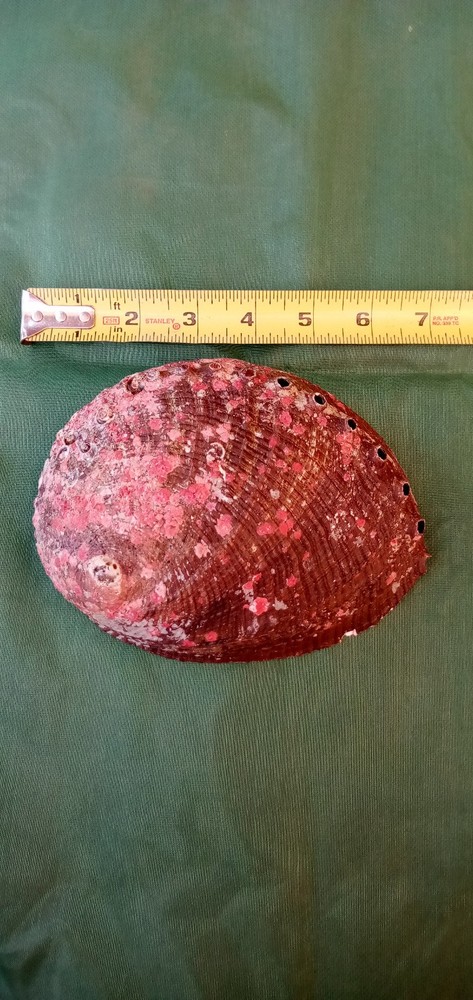 Incense Kit: Includes Abalone Shell, White Sand, Charcoal, Pinion Pine Resin