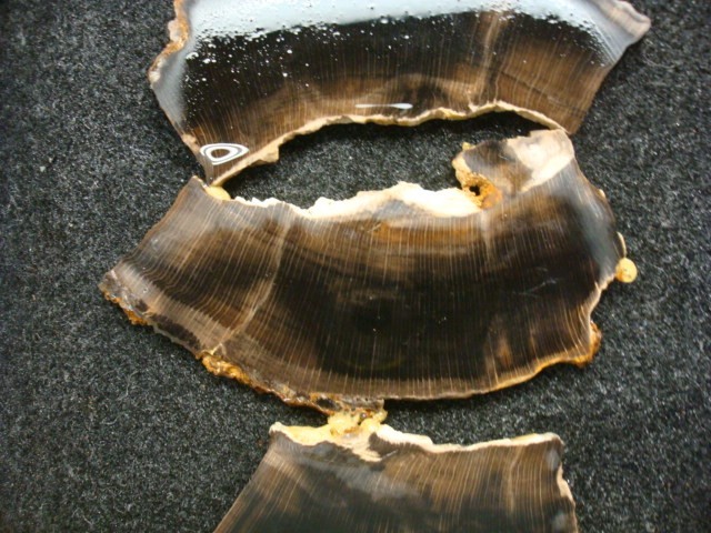 petrified beach wood slabs