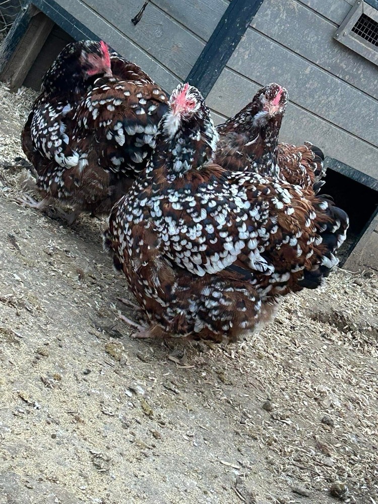Jubilee Orpington Hatching Eggs 12+