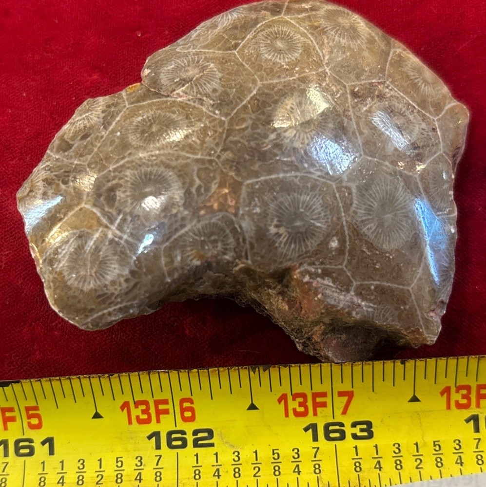Petrified Coral End Polished