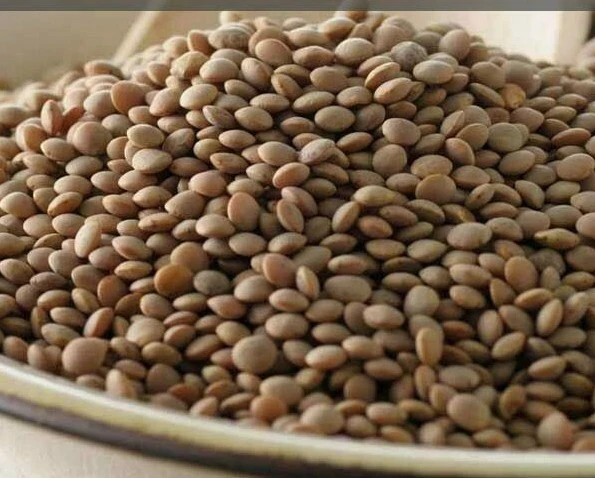 Bulk Dried Lentils Bagged 10 lbs Pounds