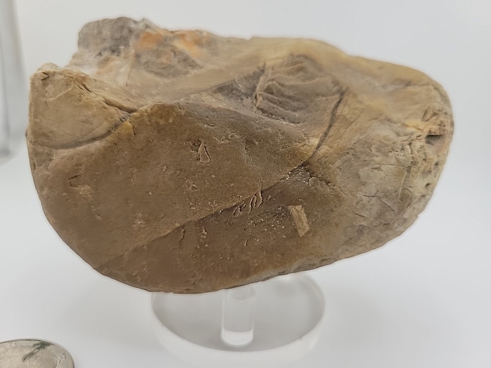 Egg Fossil Permineralized Compression Reptile Egg Fossil