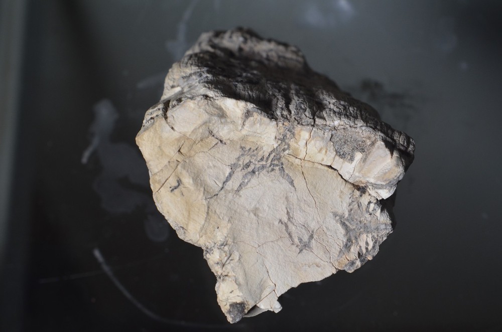Utah Petrified Wood