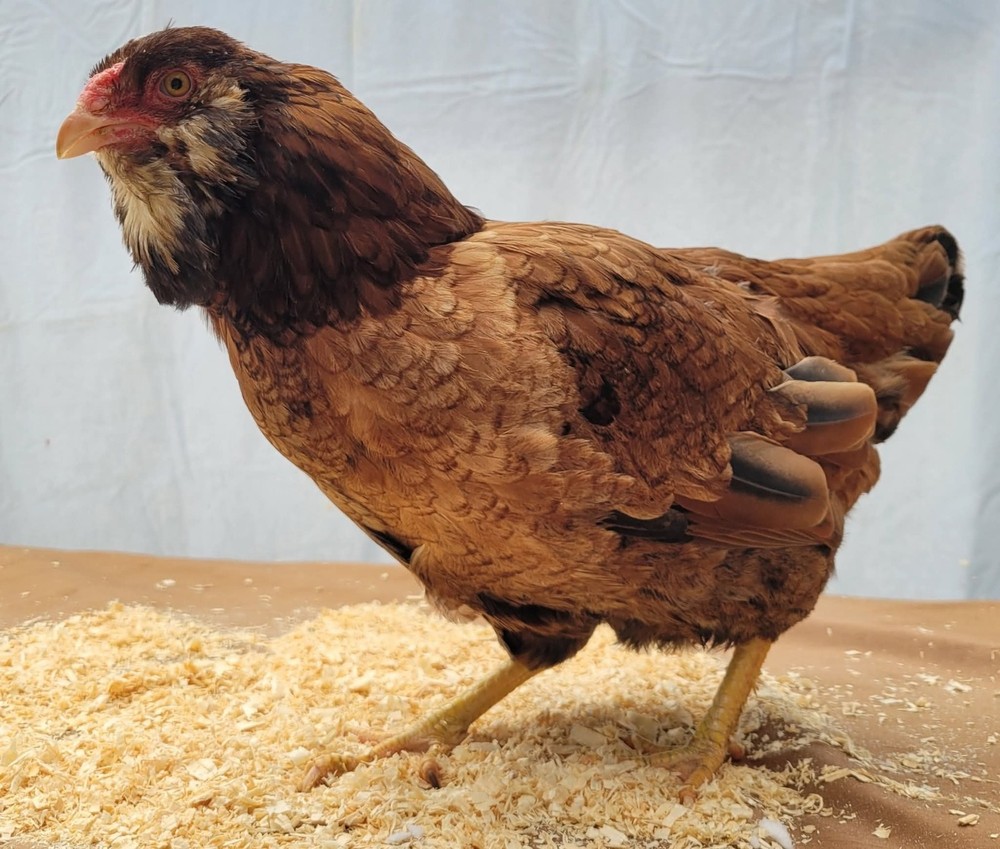 12 Russian Orloff Htching Eggs Npip