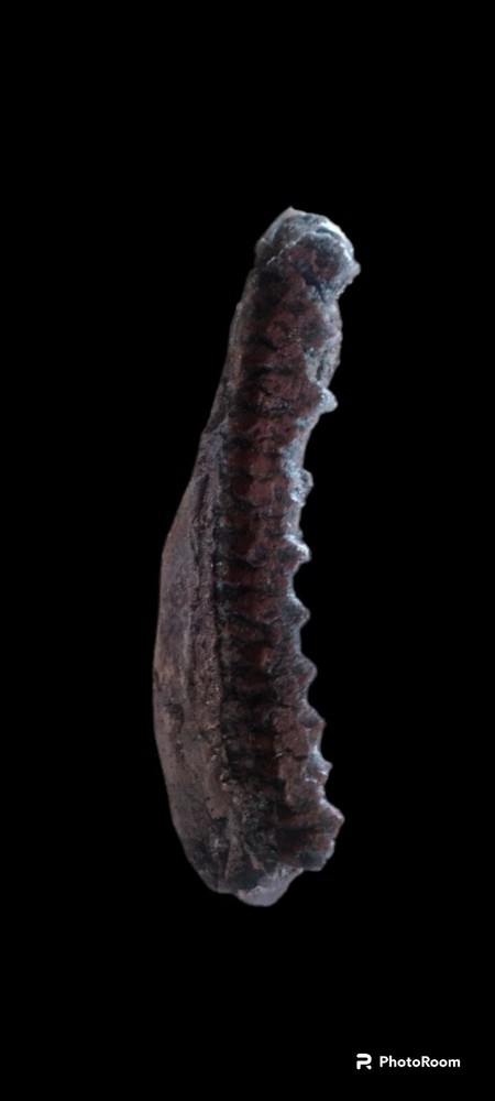 Edmontosaurus annectens chewing tooth row cast replica.