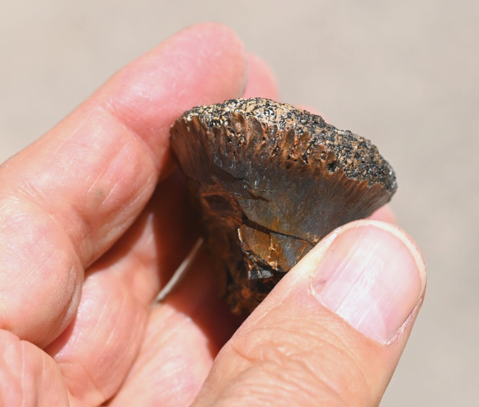 Fossil Tyrannosaur Bone
