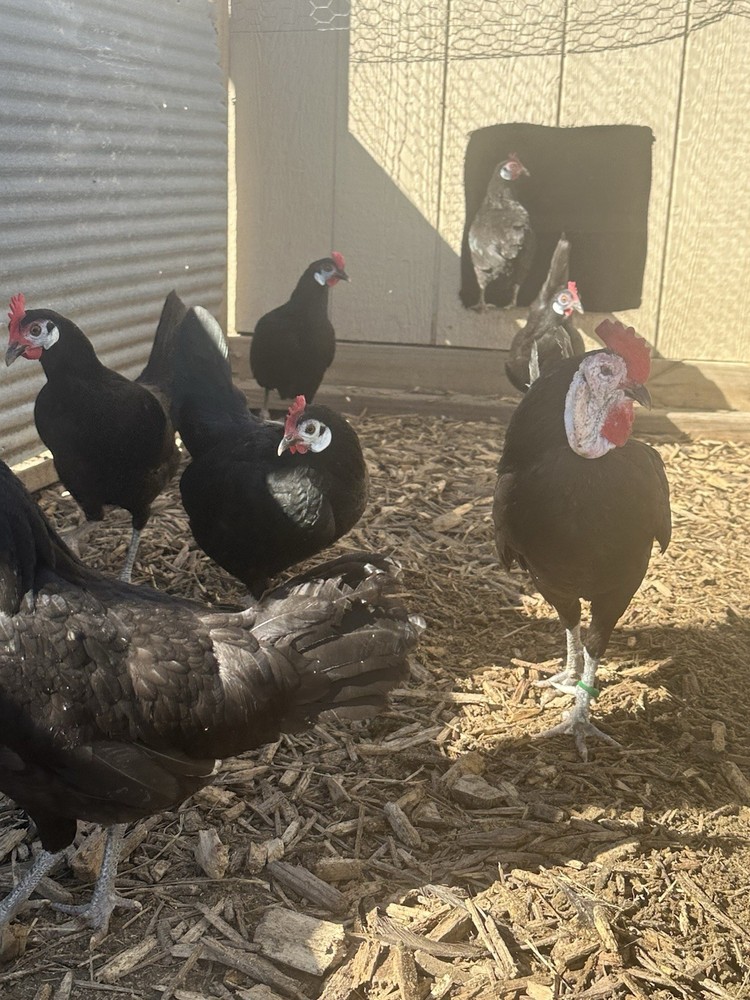 BBS White Faced Spanish Bantams Hatching Eggs 12 Eggs