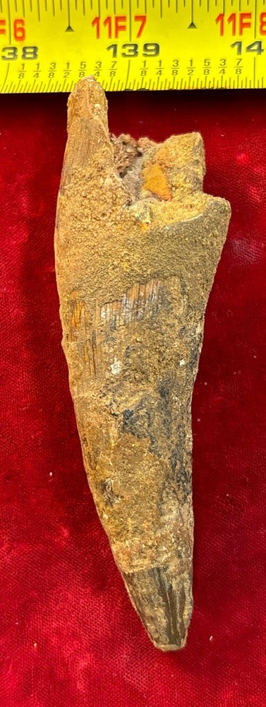 Authentic 4” Spinosaurus Tooth Fossil