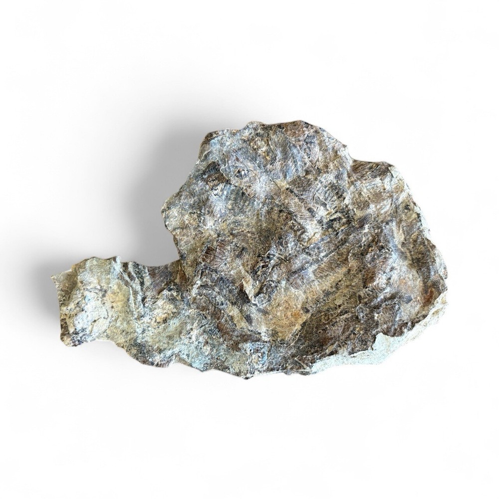 Fish Mass Mortality Fossil Plate