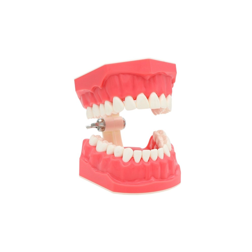 US Dental Typodont Brushing Flossing Practice Teeth Model with Metal Brackets