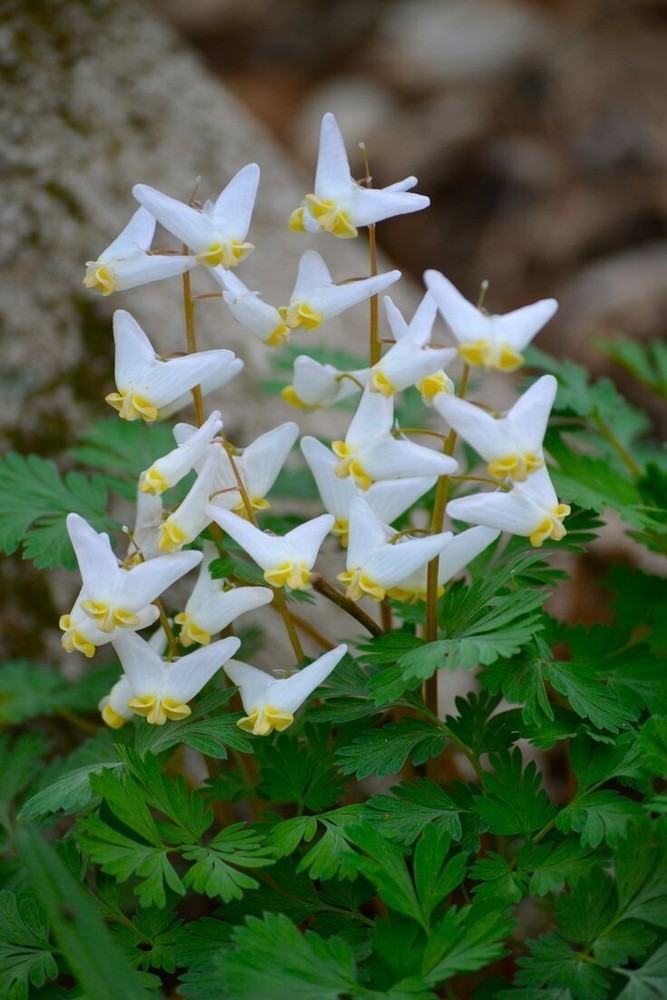 Dutchman Breeches (Dicentra Cucularia) Bulbs/Bareroot