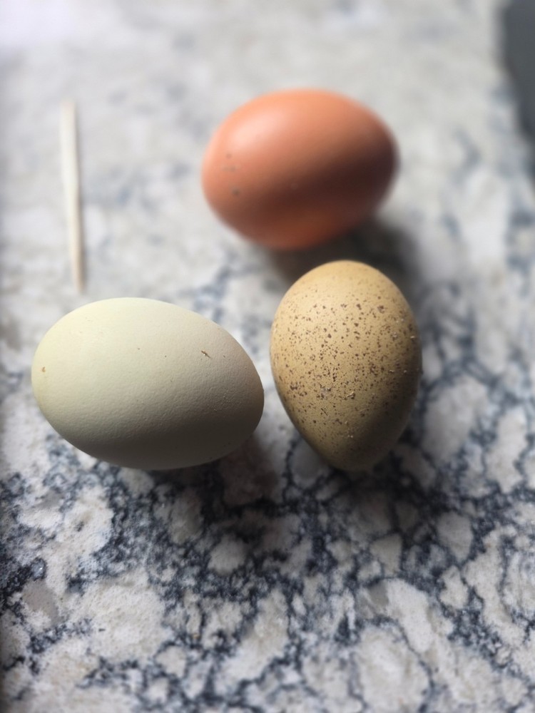 Auction for 12+2 Rainbow Egg Mix – Color-Packed Hatching Eggs