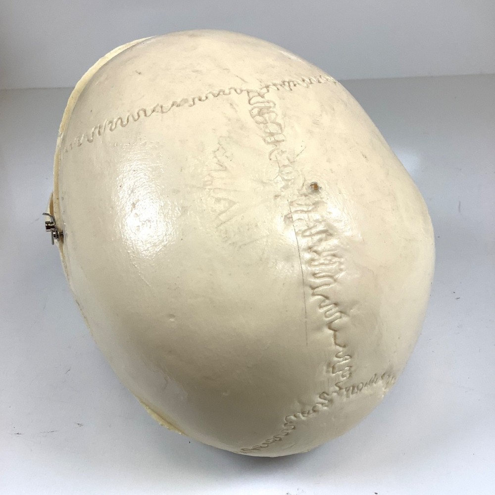 Human Skull Model Anatomical Teaching Skeleton Head Studying Art Removable Top