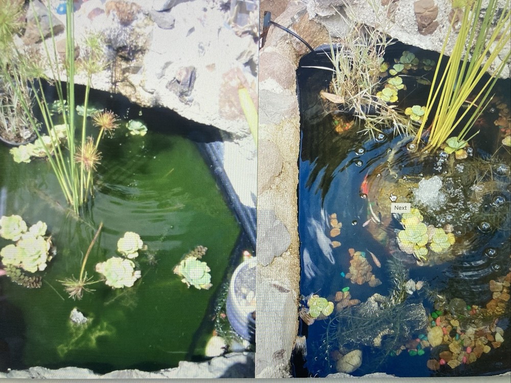 Natural Water Cleaner For Small Fishpond/Water Feature