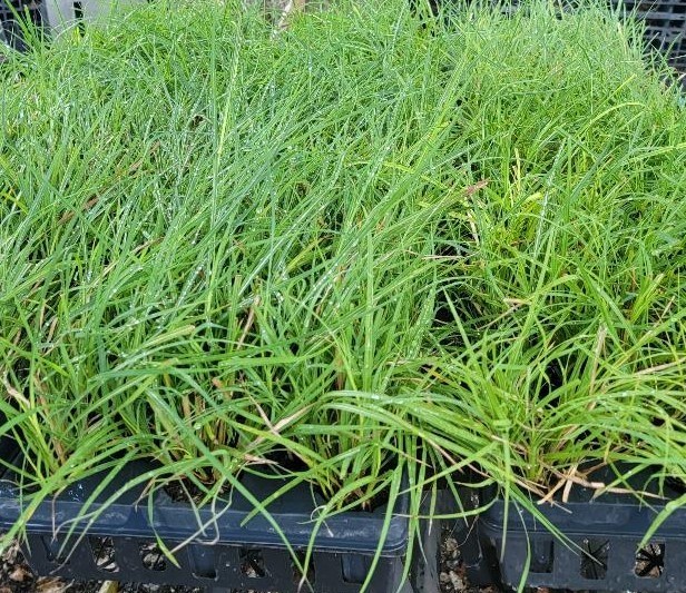 ( 1 ) - Fire Dragon Maiden Grass ( miscanthus ) - Starter Plants ( 4m )