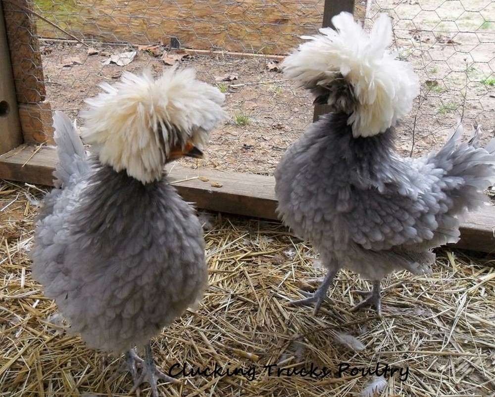 Polish Bantam Hatching Eggs 10+ Eggs