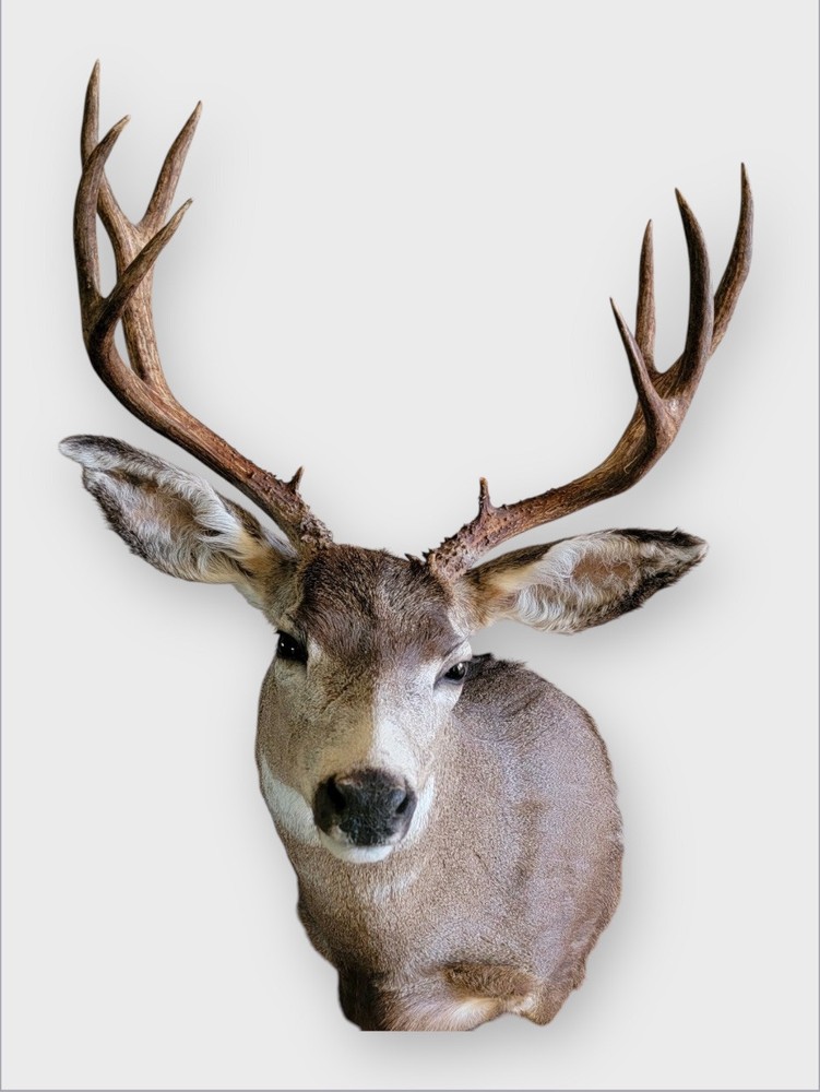 Taxidermy Shoulder Mount Mule Deer