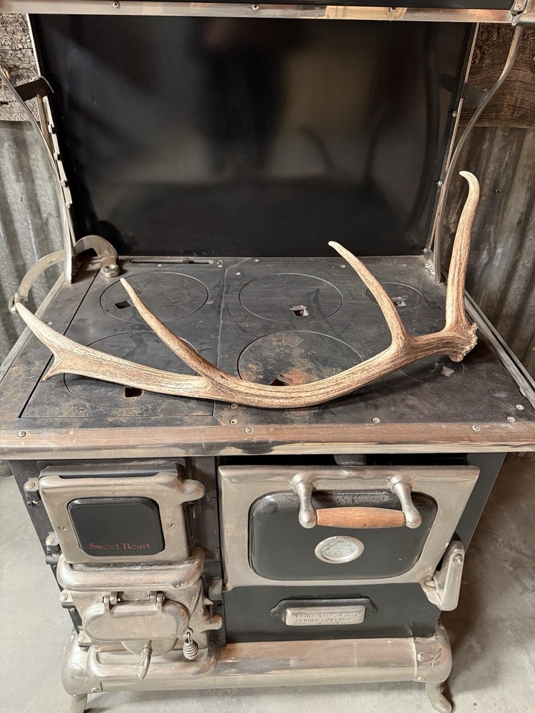Little Gem 5pt Elk Antler