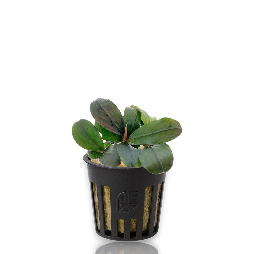 Bucephalandra Pandora Queen