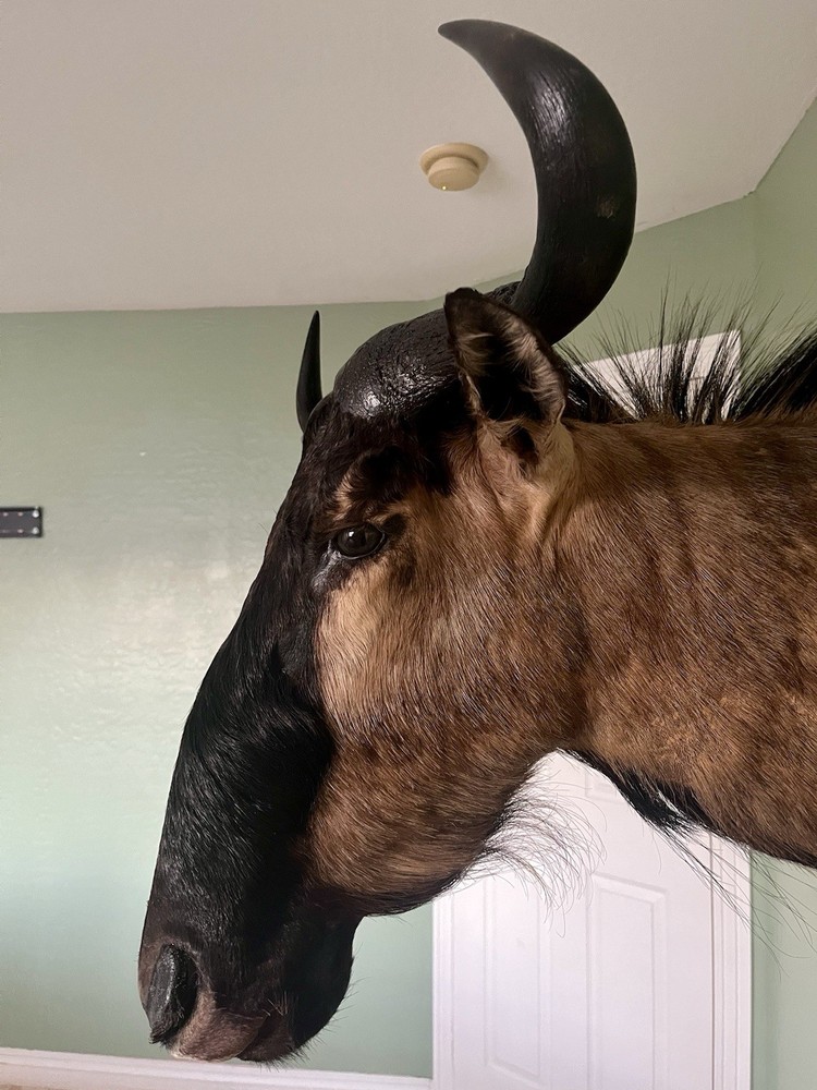 Blue Wildebeest Taxidermy Shoulder Mount