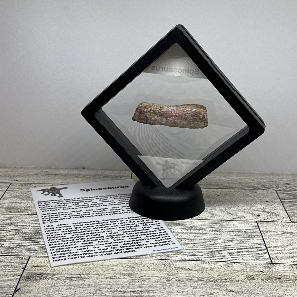 Spinosaurus Extinct Dinosaur Bone Fossil in Display Case
