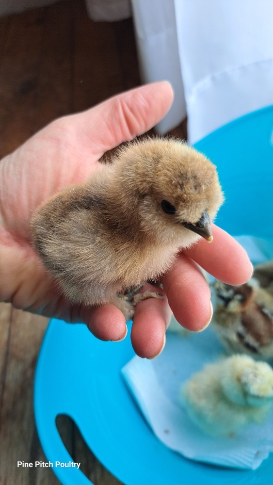 DISCOUNT!! Silkie Hatching Eggs Npip. READ DESCRIPTION!!!