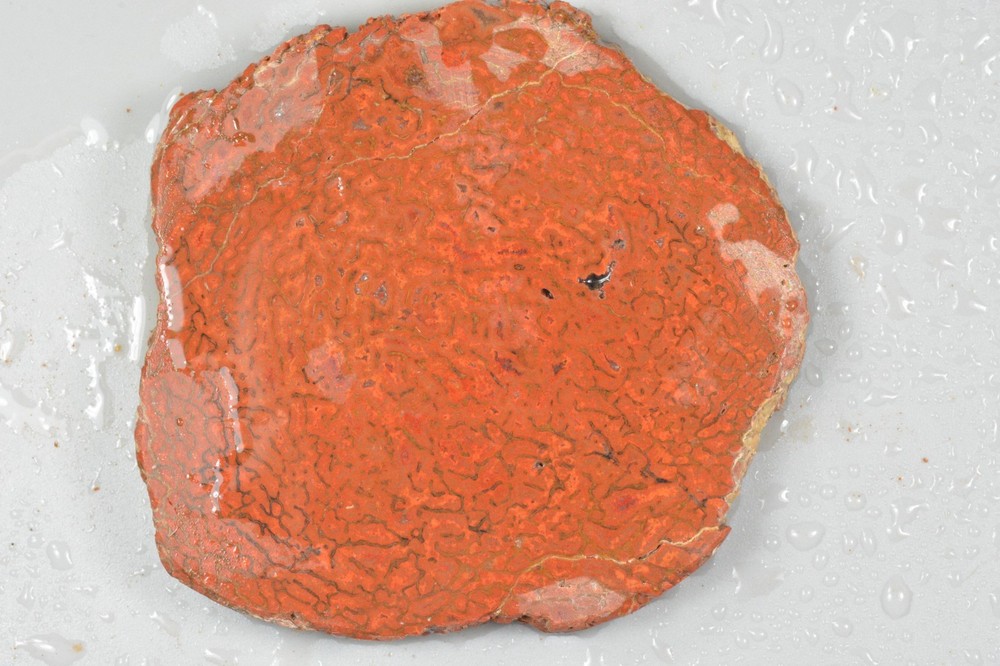 Orange Agatized Dinosaur Bone, New Mexico, 70 grams