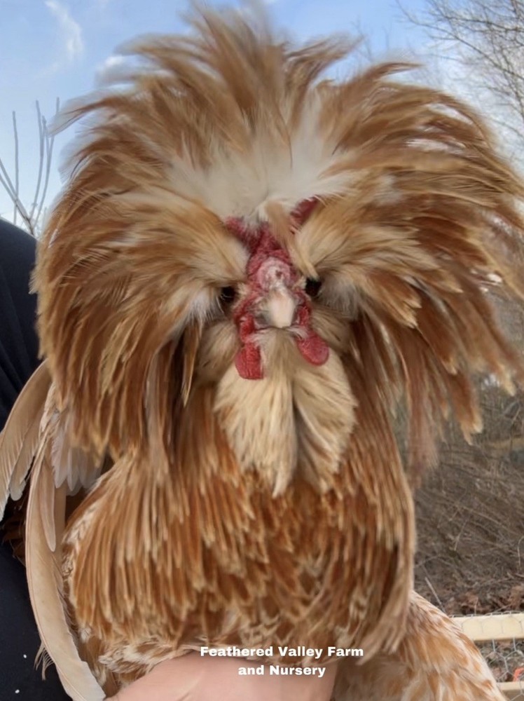 6 Buff Laced  Polish  - Hatching Eggs - NPIP -PreOrder