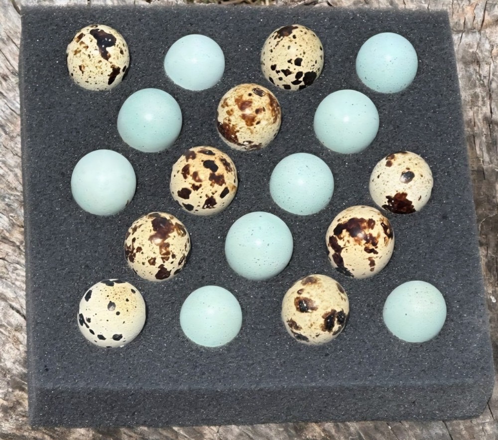 (60+ Total) 30 Celadon Blue/30 Assorted Coturnix Quail Hatching Eggs