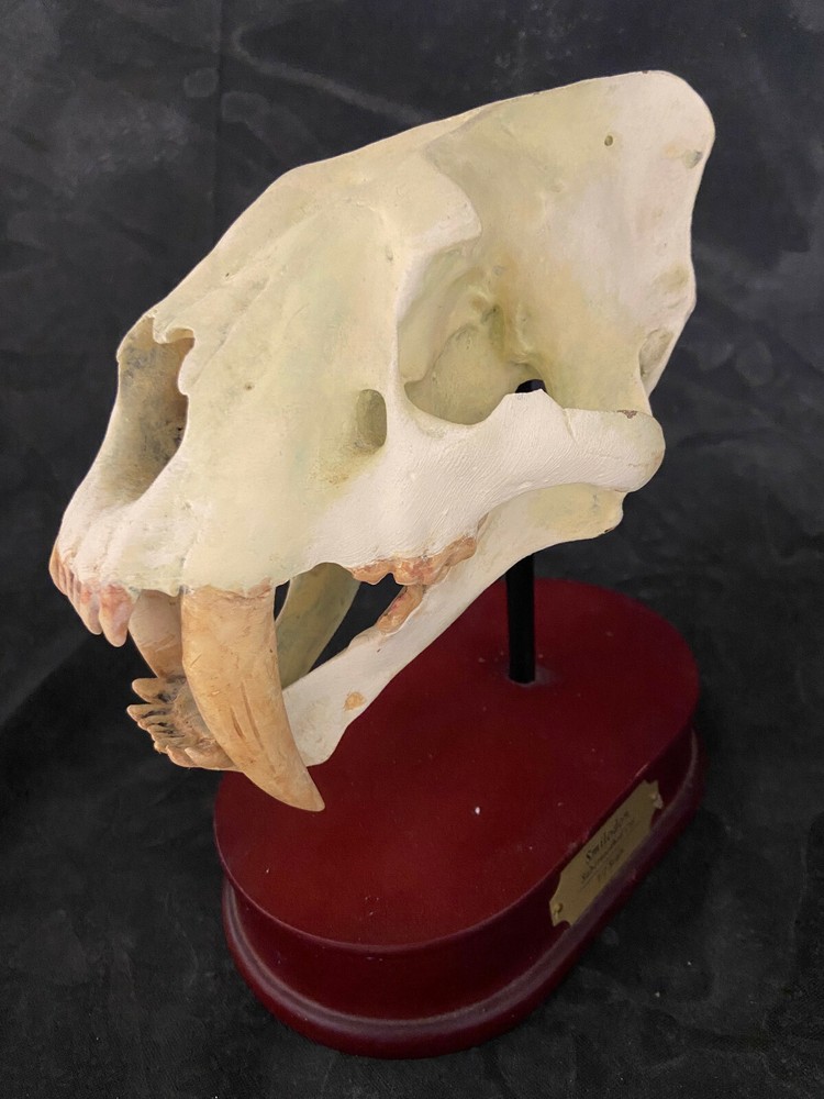 SMILODON SABRETOOTHED CAT SKULL MODEL 1:12 SCALE MIB
