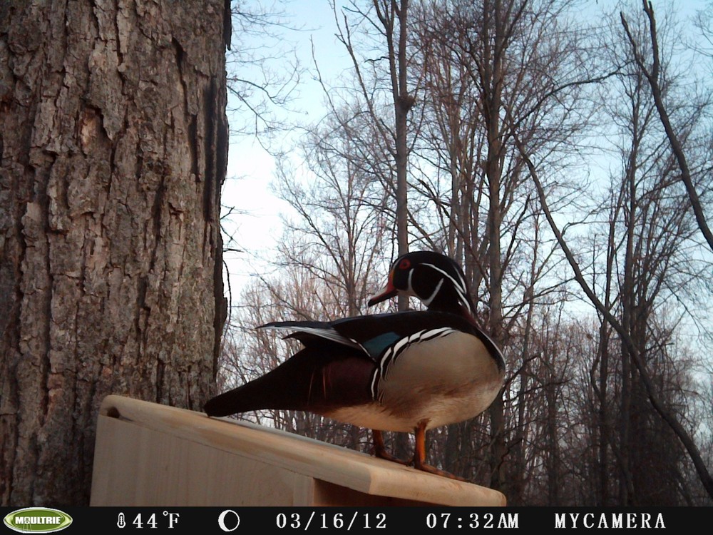 Wood duck nest box
