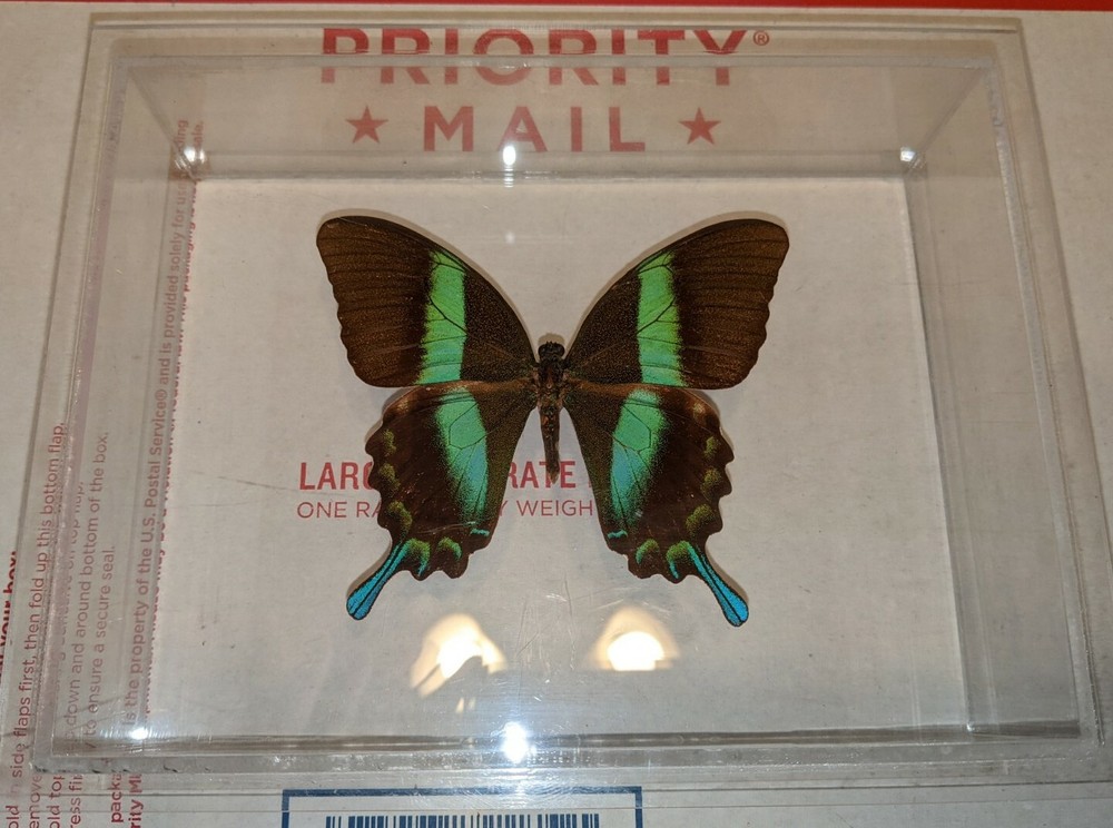 Real 3D Framed Butterfly in Acrylic Frame Box
