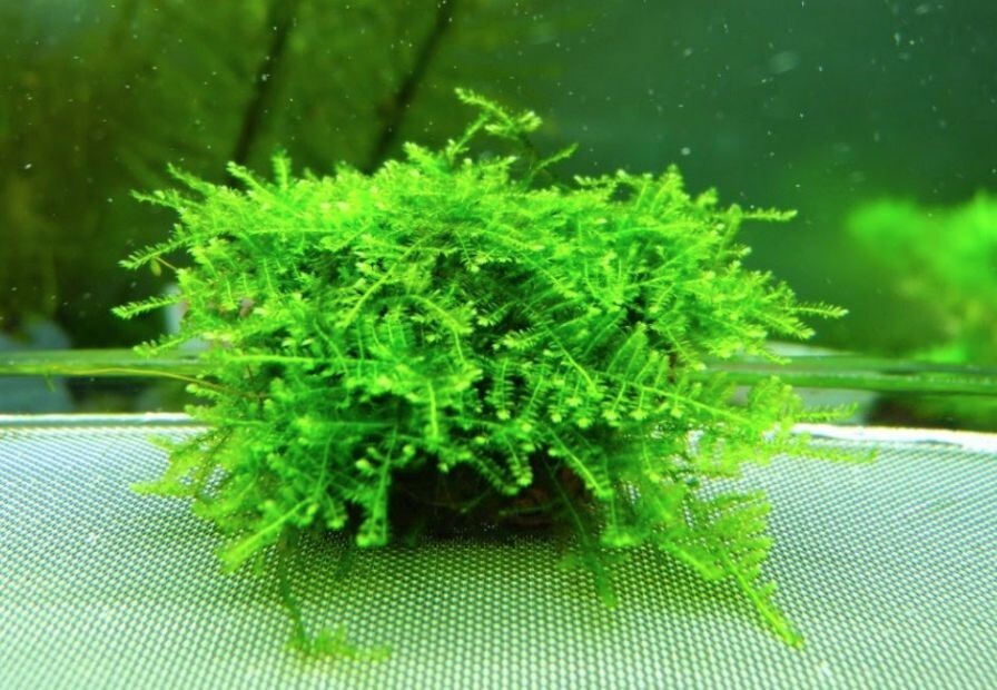 Java Moss / Christmas Moss (20 grams or .70 oz)
