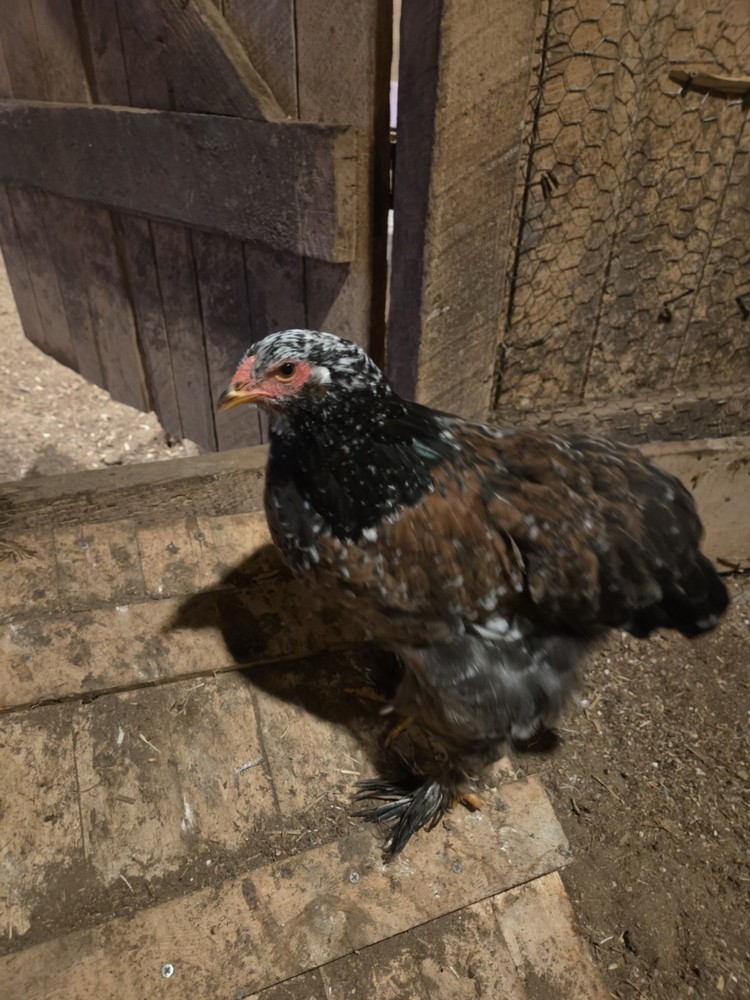 Brahma chicken hatching eggs (10 +2)