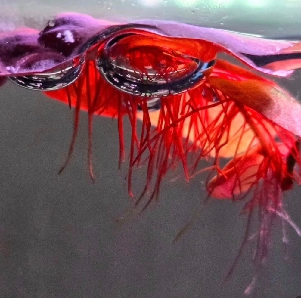 3 oz cup Red Root Floaters