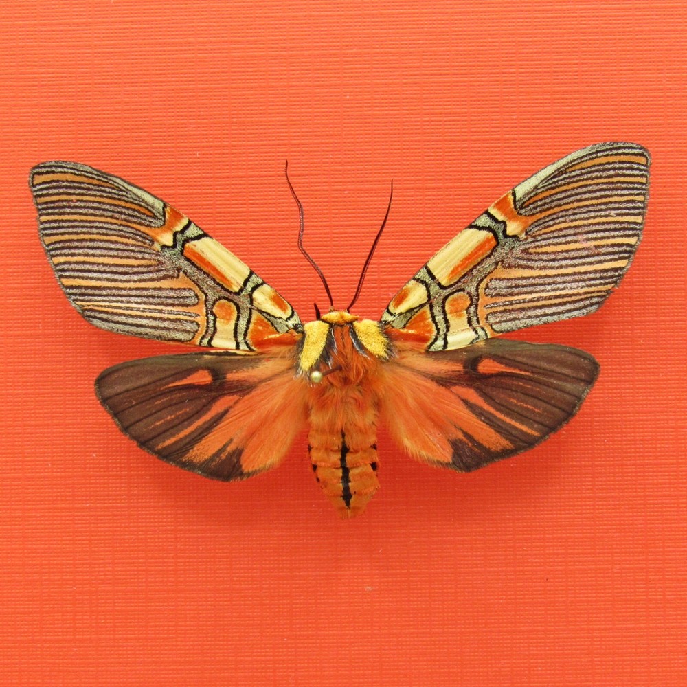 Real mounted red Erebid moth - Anaxita constricta - RARE - A1