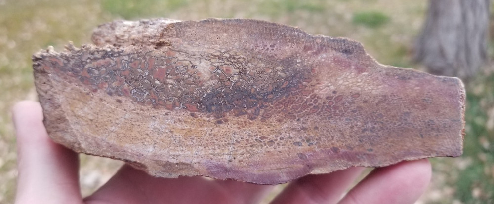 Agatized Dinosaur Gem Bone Rainbow Multicolor Roughcut 584g Specimen Cab Lap