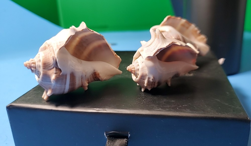 3-MELONGQUA BISPINOSA SEA SHELLS.